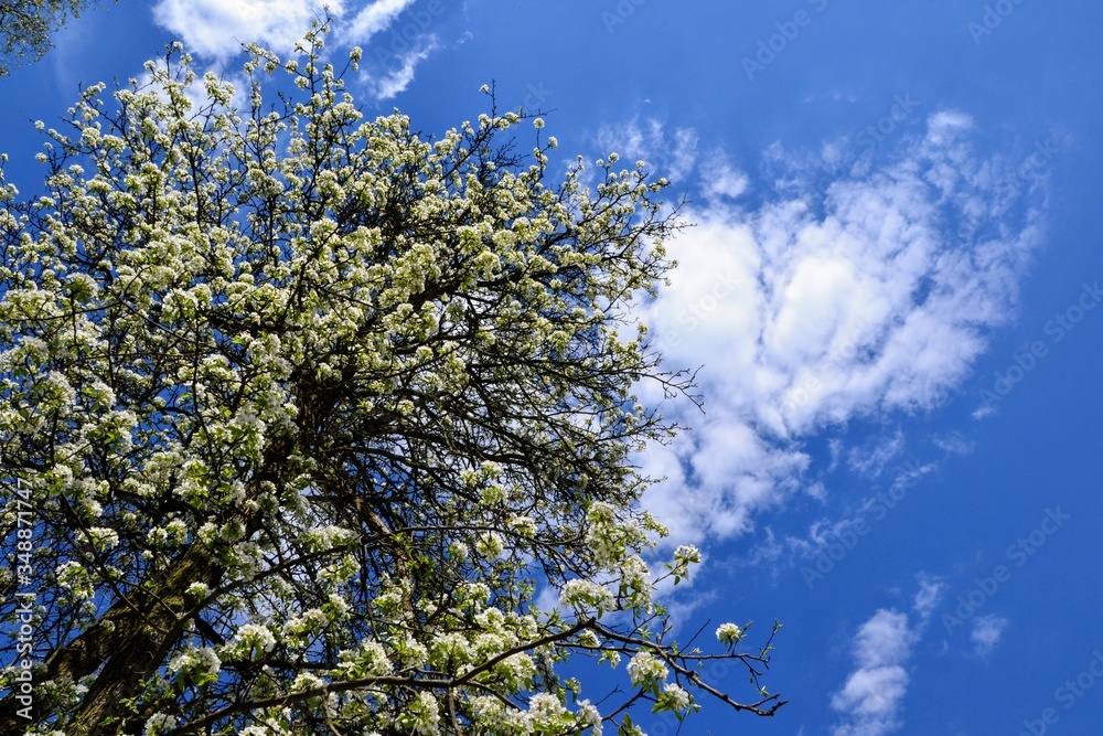 Blooming tree in spring time with tiny white flowers on the tree branch. Beautiful blooming flowers on the tree against blue sky. Low angle view Blooming tree in spring time with tiny white flowers on the tree branch. Beautiful blooming flowers on the tree against blue sky. Low angle view