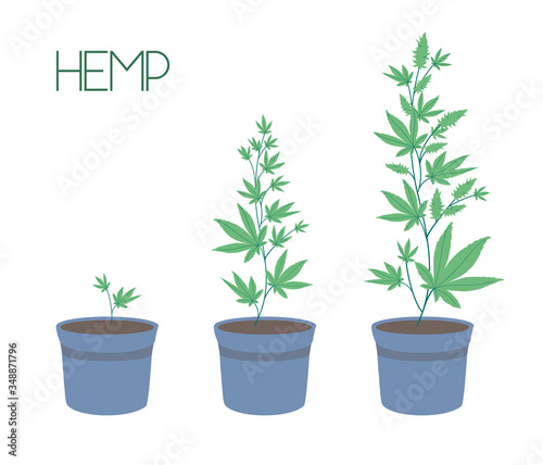 Growing cannabis indoors. Stages of marijuana growth: green bushes in pots, from a small sprout to ripening buds.. SoG hemp cultivation technique. Stylish vector illustration in a flat style.