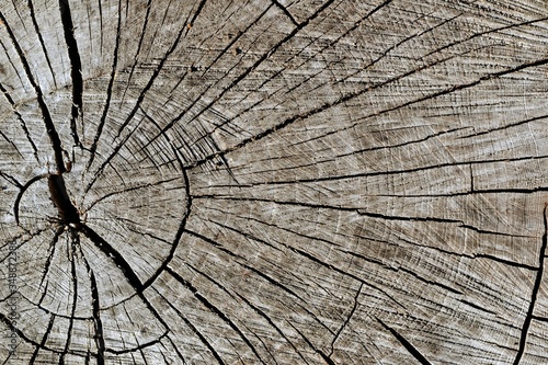 Wood texture of a cut tree trunk. Natural old wood tree stump. Close-up of a tree slice with annual rings and cracks.Tree bark pattern background. Cracked wood surface. Deforestation, logging industry