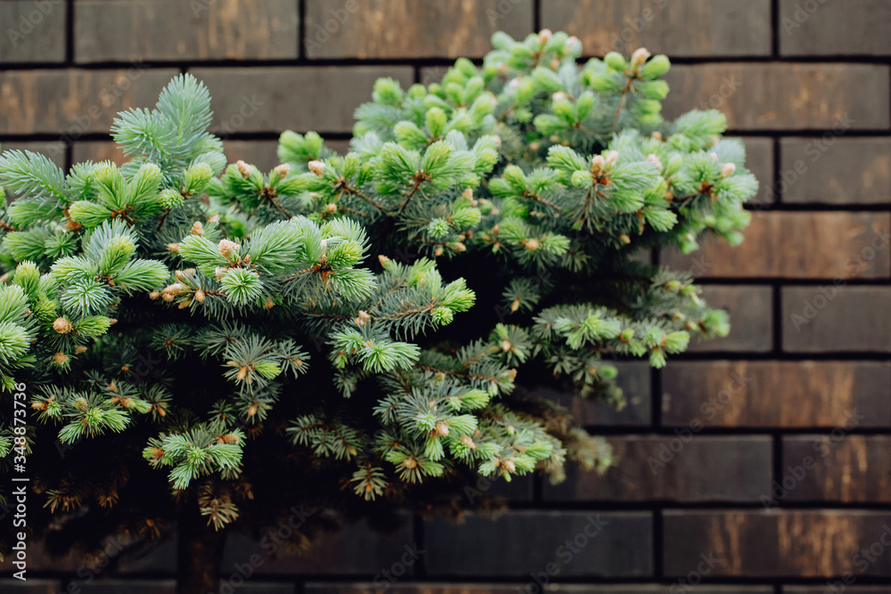 Conifer on a background of a brown brick wall, natural leaf background. Green tree on the wall texture Conifer on a background of a brown brick wall, natural leaf background. Green tree on the wall texture