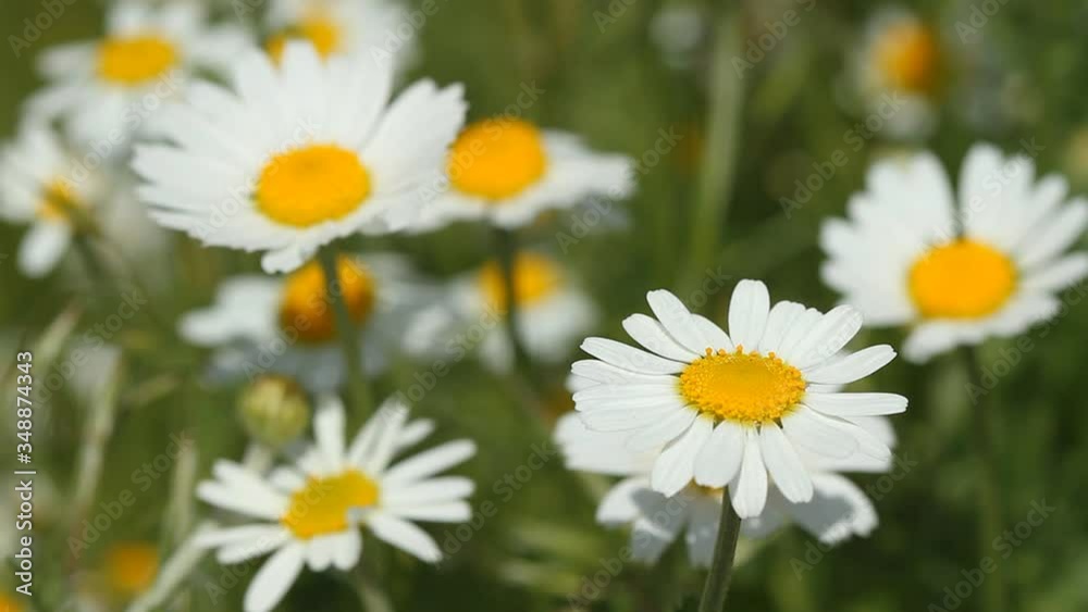 Blooming daisy flowers in the spring field Blooming daisy flowers in the spring field