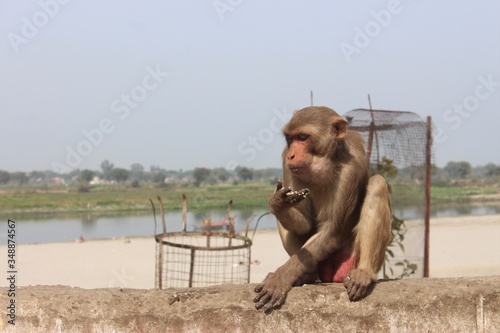 Εκτύπωση καμβά The Holy City of Vrindavan, India
