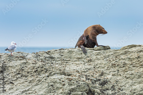 A wild fur seal (kekeno) resting on the rocks at Kaikoura in New Zealand.  © Alan Smithers