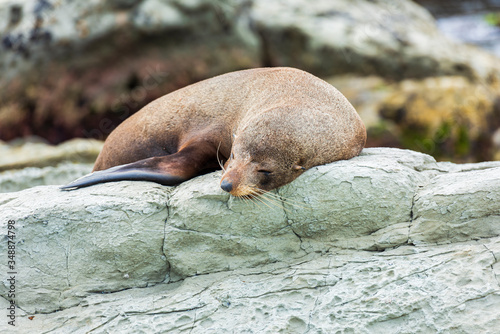 A wild fur seal (kekeno) resting on the rocks at Kaikoura in New Zealand. 