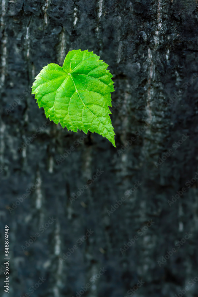 green budding leaf on tree