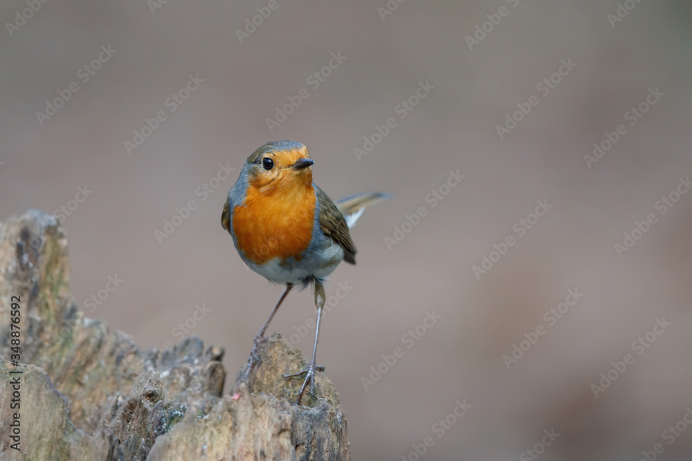 robin standing on a tree stump in the forest in the Netherlands robin standing on a tree stump in the forest in the Netherlands