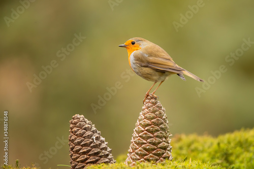 robin standing on a pine cone in the forest in the Netherlands