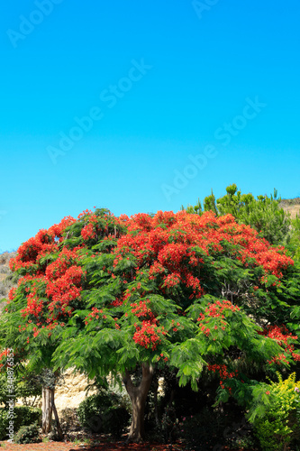 Fototapeta Naklejka Na Ścianę i Meble -  Flammenbaum mit leuchtend roten Blüten