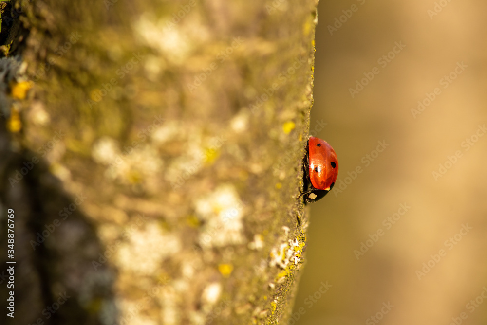 Obraz premium Marienkäfer am Baum