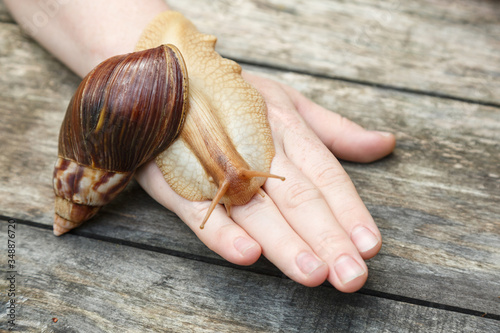 Big brown african snail Achatina sitting on human hands. photo