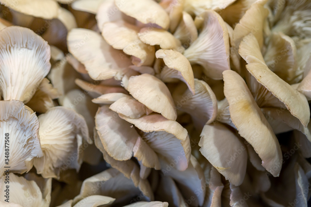 Oyster and king oyster mushrooms Oyster and king oyster mushrooms