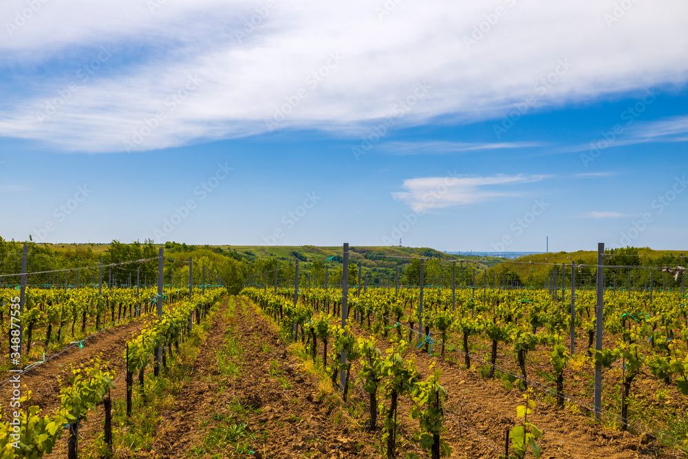 A young vineyard on a sunny spring day