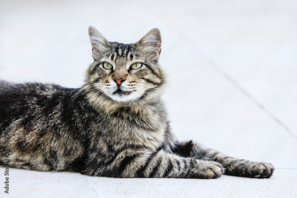 Portrait einer Katze in schwarz braun weiß getigert, schnurrt vor sich hin