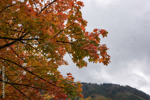 Wallpaper Mural Herbstliche Stimmung Torontodigital.ca