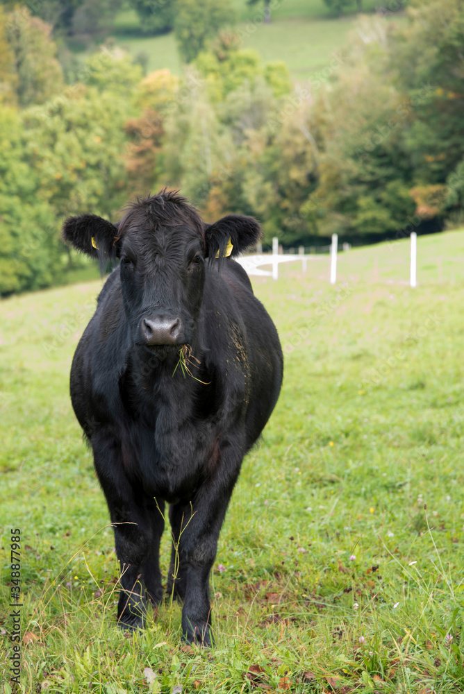 Rind auf der Weide Rind auf der Weide