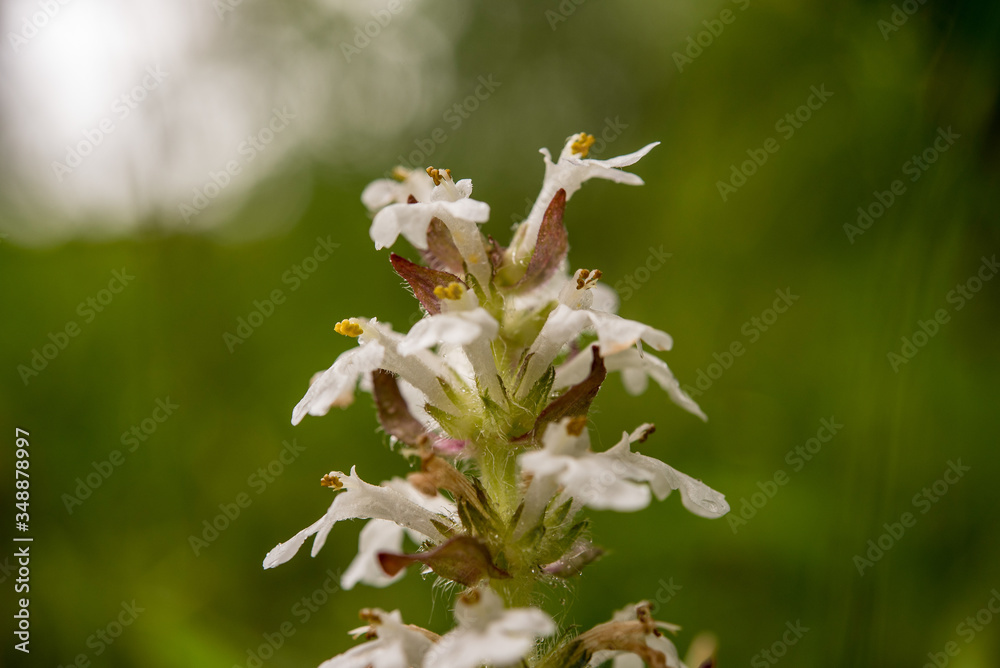 Fototapeta premium blume nach dem Regen