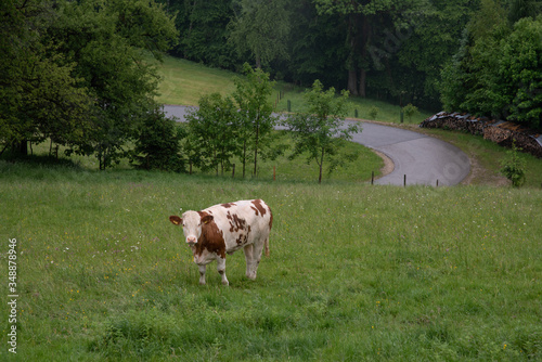 rind auf eriner almwiese