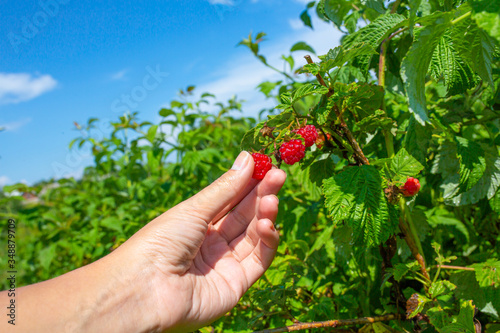 Girl on a bright sunny summer day picks red ripe raspberries from a green bush