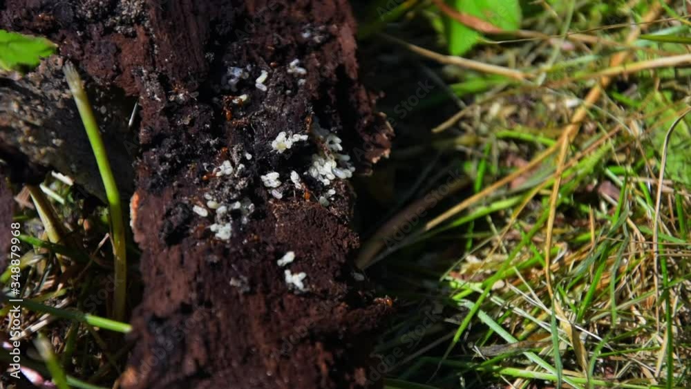 Ants carry eggs.Ant larvae on a tree.Cluster of insects.Anthill in the country. Wildlife.Nature.Forest insects.Forest inhabitants.Macro shooting.Workers save the larvae.Nature observation.Summer time Ants carry eggs.Ant larvae on a tree.Cluster of insects.Anthill in the country. Wildlife.Nature.Forest insects.Forest inhabitants.Macro shooting.Workers save the larvae.Nature observation.Summer time