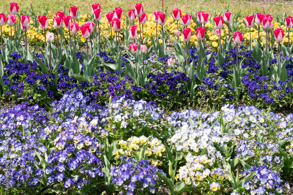 お花畑にチューリップ咲く お花畑にチューリップ咲く