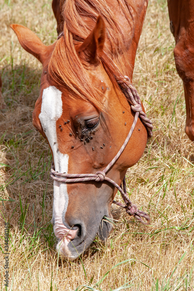 Obraz premium Tête d'un cheval alezan en train de brouter