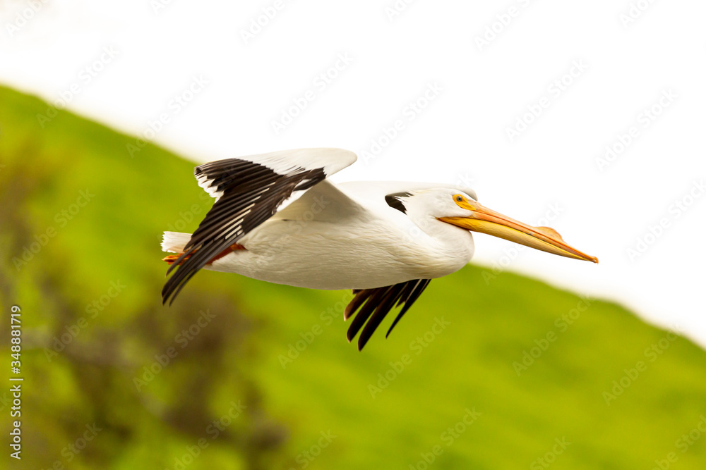Obraz premium American White Pelican