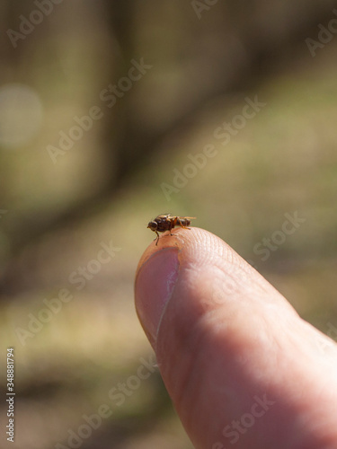 fly on the finger