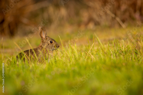 Brish Rabbit © AJ