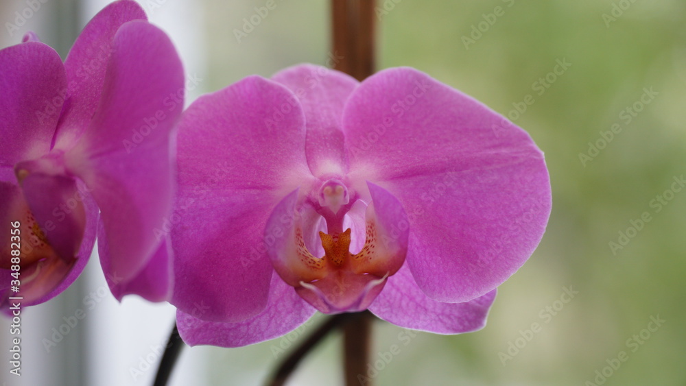 Violet flower near the window. Close-up. View from above