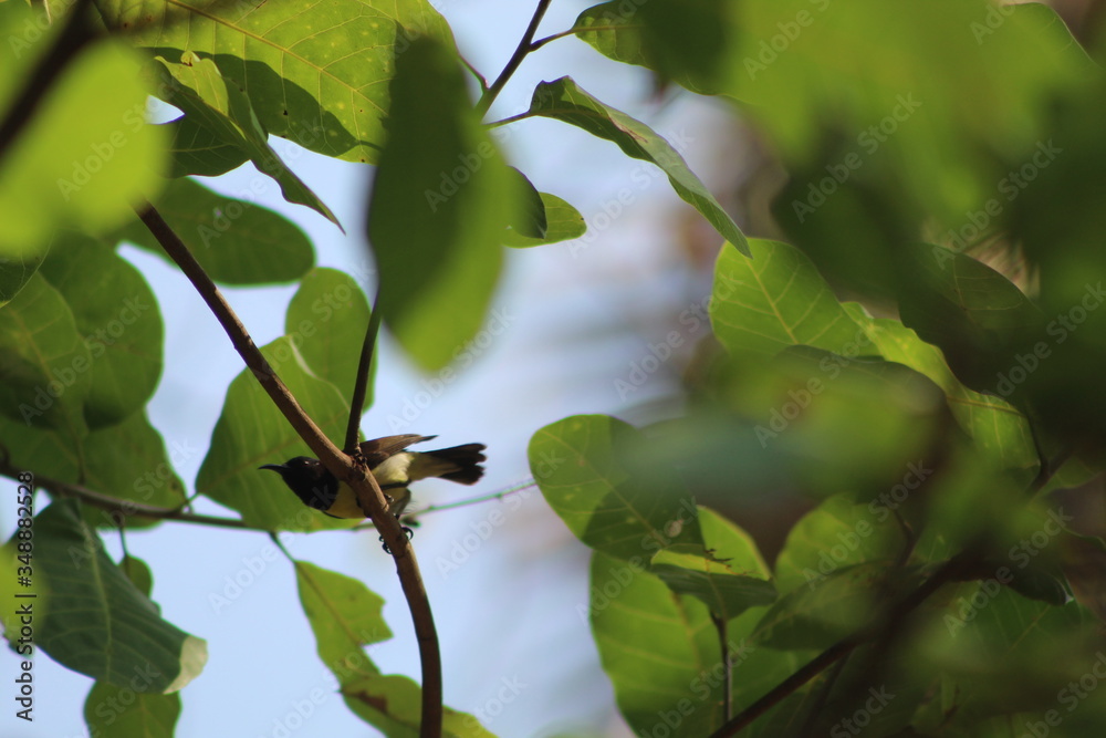 Old World sparrows are small, plump, birds with short tails and stubby, powerful beaks.
Old World sparrows are small, plump, birds with short tails and stubby, powerful beaks.