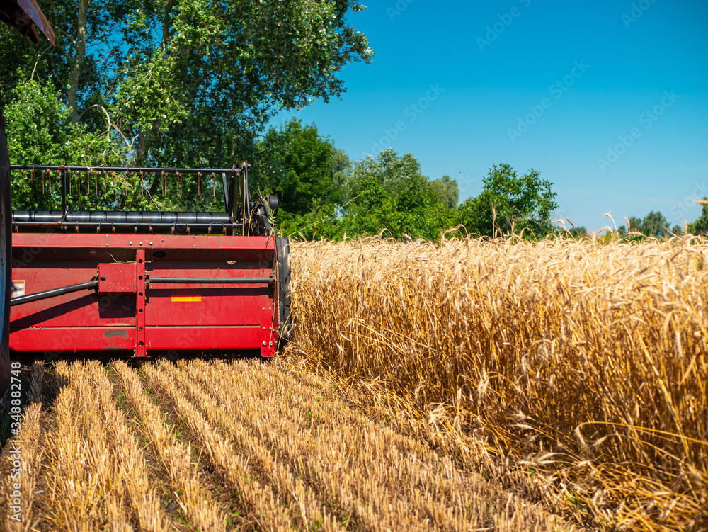 Fototapeta premium Wheat harvesting in the summer. Red harvester working in the field. Golden ripe wheat harvest agricultural machine harvester on the field.