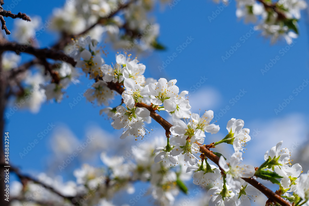 Branch blossom apple tree and blue sky. White Spring Blossoms of Cherry. Flowers Outdoor Branch blossom apple tree and blue sky. White Spring Blossoms of Cherry. Flowers Outdoor