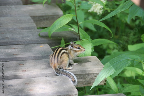 Wild chipmunk sitting on a wooden board