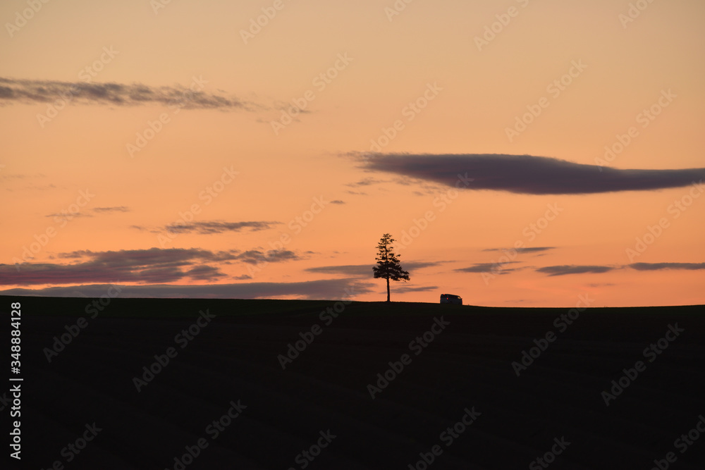 美瑛 夕暮れの一本木 美瑛 夕暮れの一本木