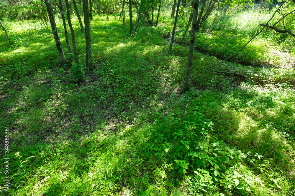 Fototapeta premium 森の中