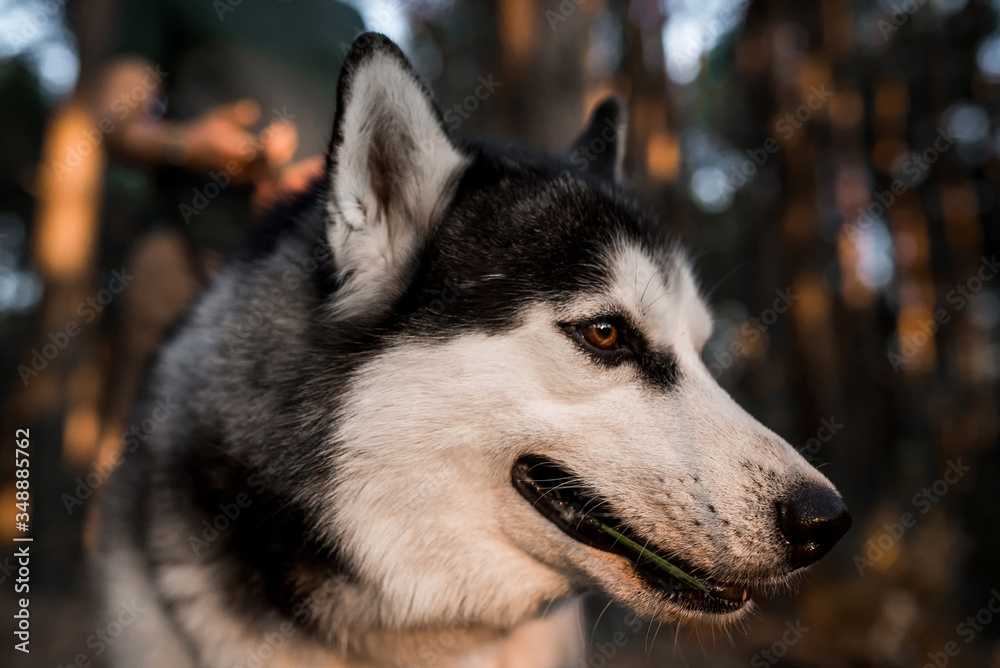 siberian husky 