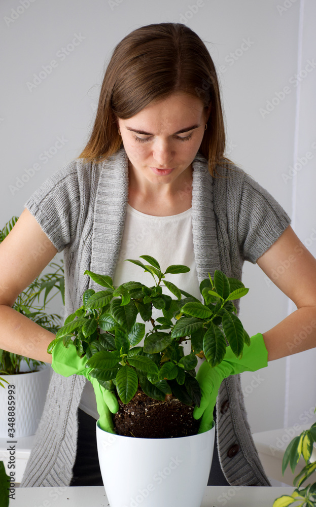 Lady florist in green garden gloves, white t-shirt and gray cardigan is carefully planting gardenia plant in white pot
