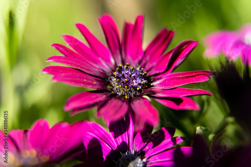 close up of pink flower