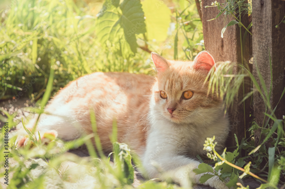 Ginger fluffy cat on a background of a sunny garden Ginger fluffy cat on a background of a sunny garden