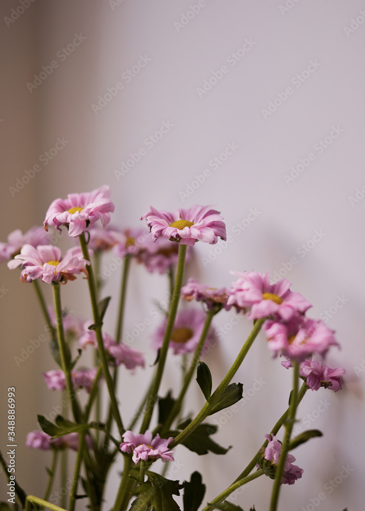 Obraz premium flowers