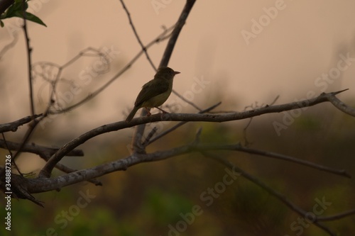 bird on a branch