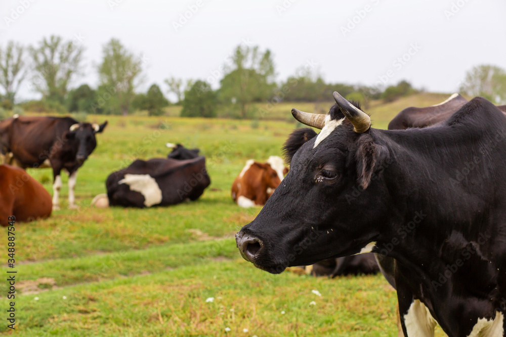 Rural cows graze on a green meadow. Rural life. Animals. agricultural country Rural cows graze on a green meadow. Rural life. Animals. agricultural country