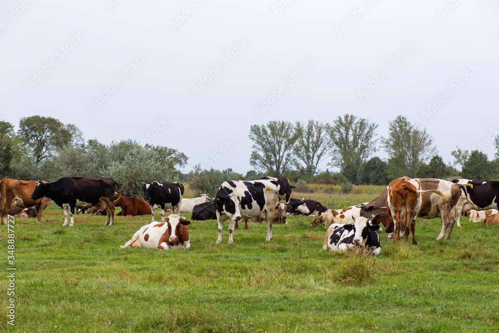 Rural cows graze on a green meadow. Rural life. Animals. agricultural country Rural cows graze on a green meadow. Rural life. Animals. agricultural country