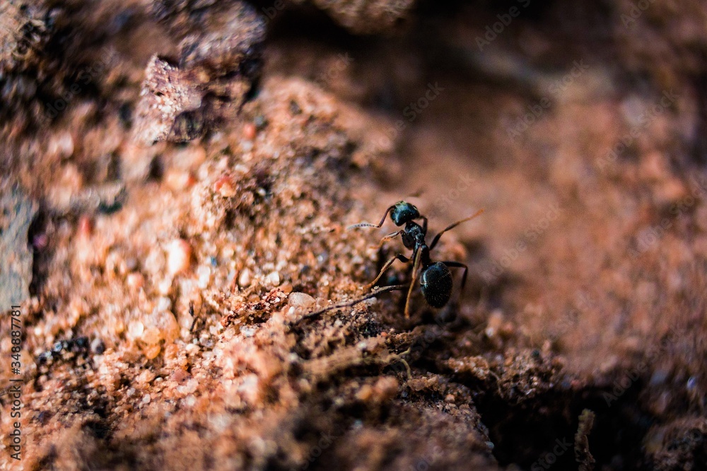 ants on the ground