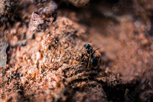 ants on the ground © юлия Купавцева