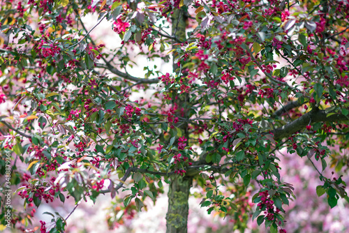 cherry blossom in spring