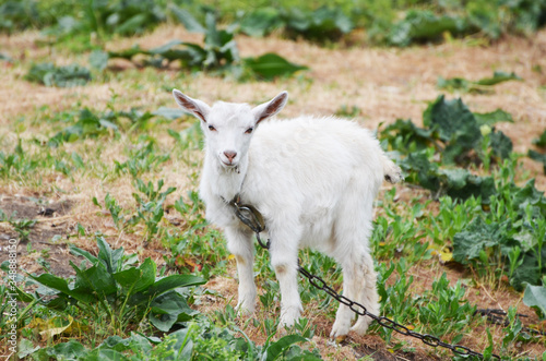 White goat in the village, photo