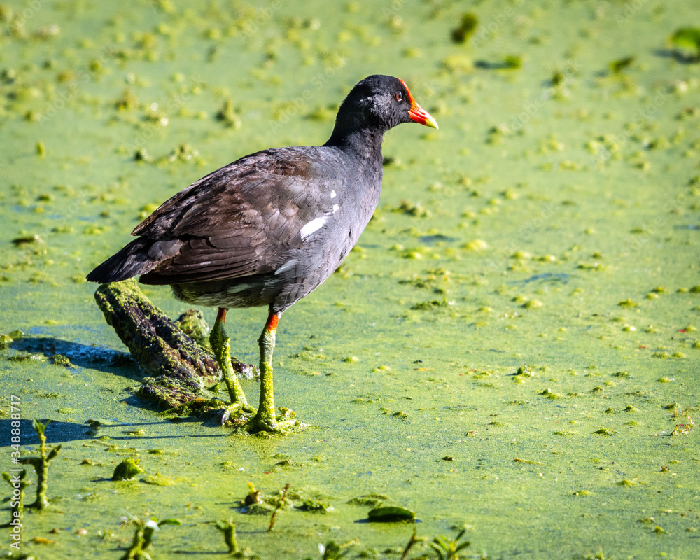 Common Gallinule in Elm Lake at Brazos Bend State Park! Common Gallinule in Elm Lake at Brazos Bend State Park!