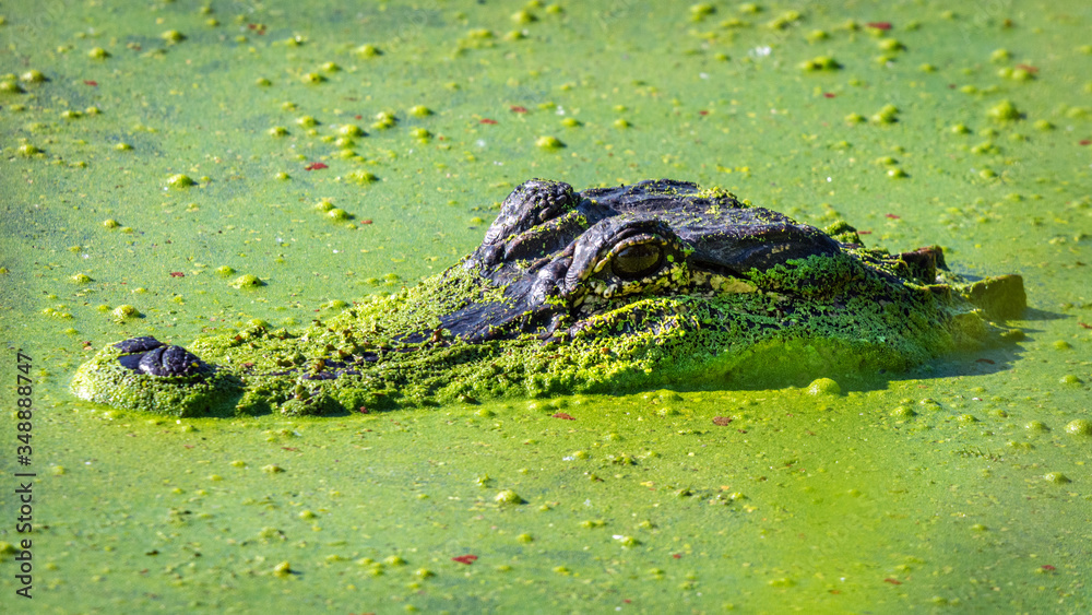 American Alligator in duck weed at Brazos Bend! American Alligator in duck weed at Brazos Bend!