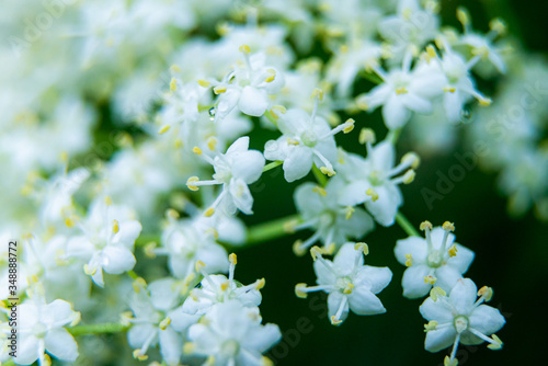 Summer floral background. Delicate white inflorescences of viburnum against a background of dark green leaves. Bright contrast colors